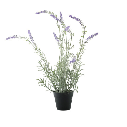 Essential Potted Lavender Essential Potted Lavender