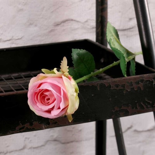 Buckingham Rose Pink Buckingham Rose Pink
