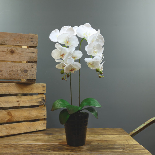 Artificial White Aragon Phalaenopsis in Black Planter 58cm (Medium - 2 Stems) Artificial White Aragon Phalaenopsis in Black Planter 58cm (Medium - 2 Stems)