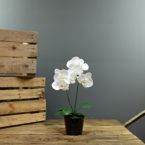 Artificial White Aragon Phalaenopsis in Planter 40cm (Medium - 2 Stems) Artificial White Aragon Phalaenopsis in Planter 40cm (Medium - 2 Stems)