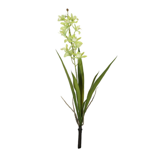 Botanica Mini Green Cymbidium Plant (45cm) Botanica Mini Green Cymbidium Plant (45cm)