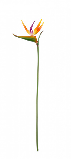 Small Bird of Paradise Stem Small Bird of Paradise Stem