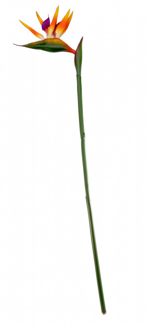 Large Bird of Paradise Stem Large Bird of Paradise Stem
