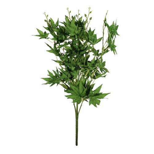 Essential Green Acer Palmatum Bush Essential Green Acer Palmatum Bush