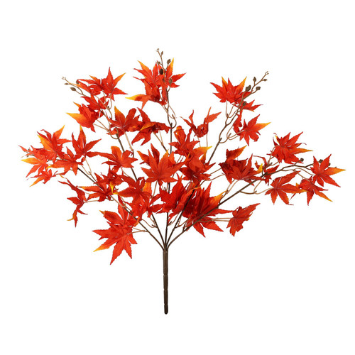 Essential Red Acer Palmatum Bush