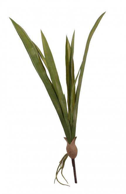 23 Inch Cymbidium Leaves X 10  (24/240)