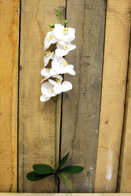 33.5 Inch Rt Phalaenopsis Spray X1 Lv White (12/72)