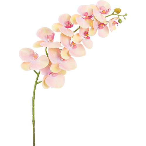 Pink Lemon Phalaenopsis Orchid Stem