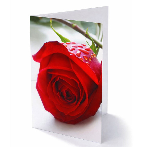 Red Rose Folded Card (Pack of 25)