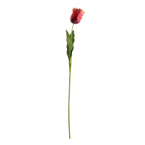 Essential Red Parrot Tulip (70cm)