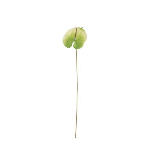 Essential White/Green Anthurium (59cm)