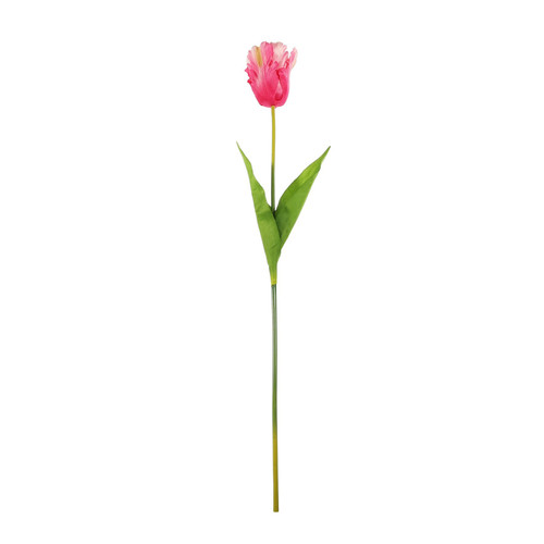 Essential Pink Parrot Tulip (70cm)