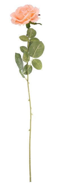 Essential Peach Arundel Open Rose (76cm)