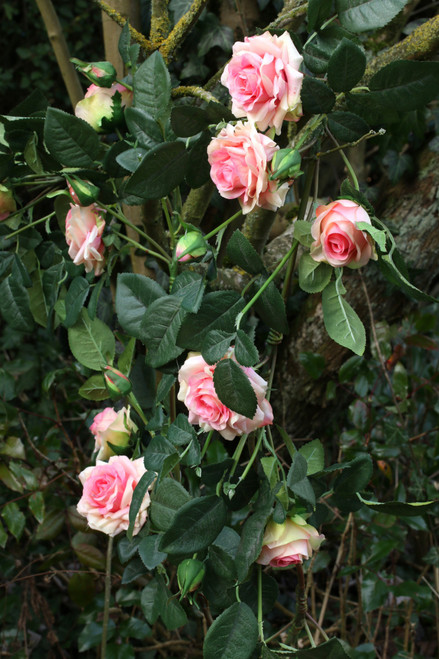 1.8m Luxury Rose Garland Pink (6/24)