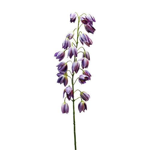 Botanica Purple Shirui Lily (102cm)