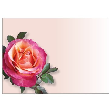 Pack of 6 Large Pink Rose Cards 
