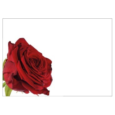 Pack of 6 Large Red Rose Cards