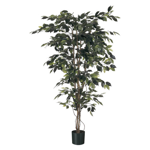 Green Fiscus Potted Tree (6ft)