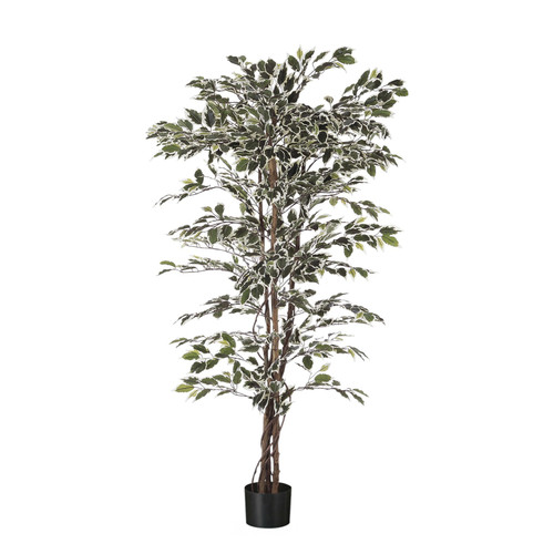 Green Variegated Fiscus Potted Tree (5ft)