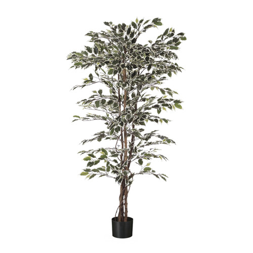 Green Variegated Fiscus Potted Tree (7ft)