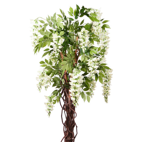 Cream Wisteria Potted Tree (4ft)