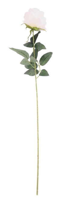 Essential Cream Arundel Rose (70cm)