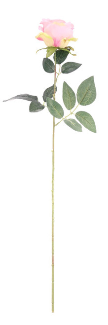 Essential Dusky Pink Arundel Rose