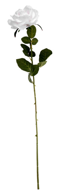 Essential White Arundel Rose Open