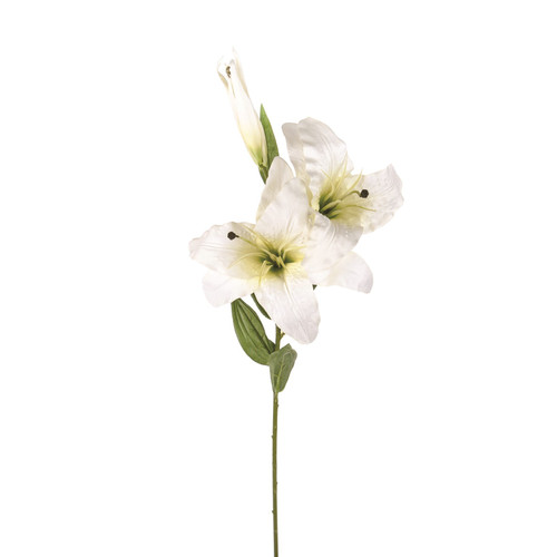Cream Cameo Casablanca Lily (81cm)