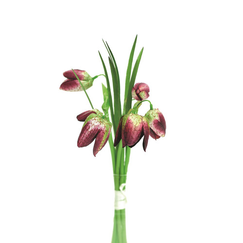 Burgundy Fritillaria Bunch (20cm)