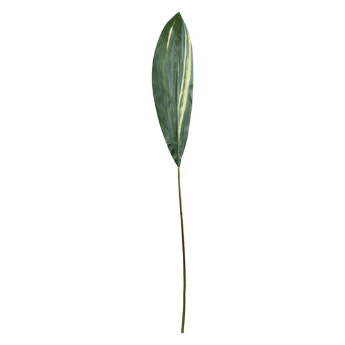 Aspidistra Spray (130cm)