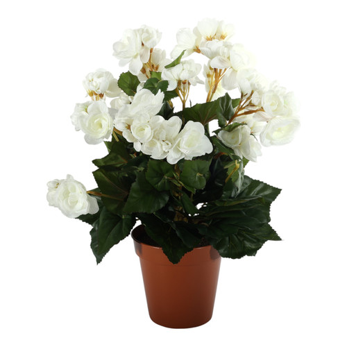 Cream Begonia Bush In Pot