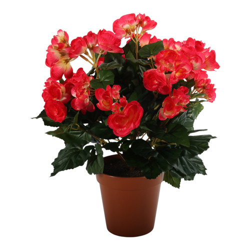 Hot Pink Begonia Bush In Pot