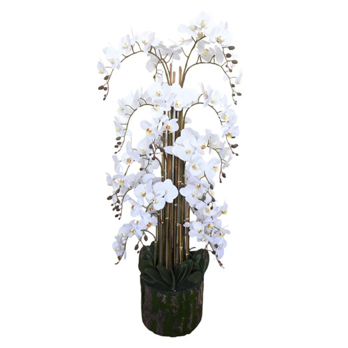 White Orchid Plant (150cm)