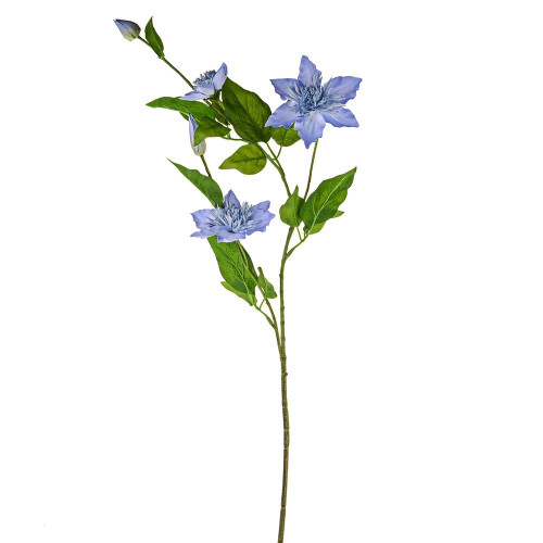 Pale Blue Elsa Clematis (79cm)