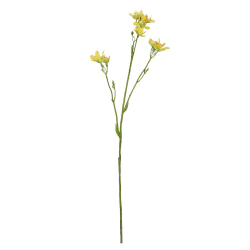 Yellow Belamcanda Chinensis Spray (60cm)