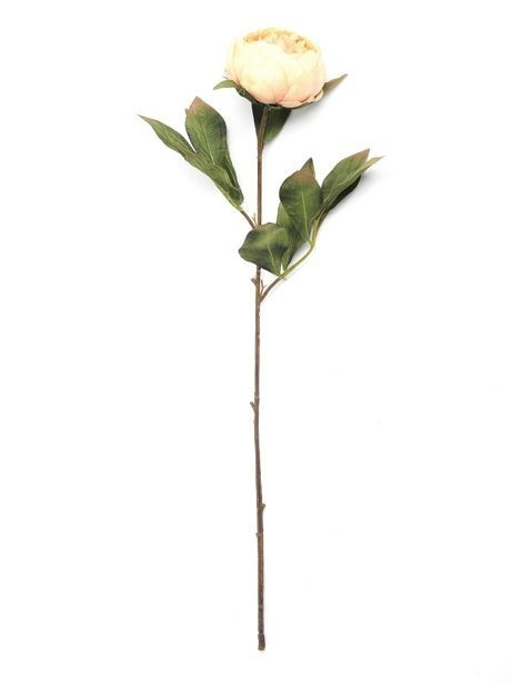 Antique Peach Eternity Peony Stem (60cm)