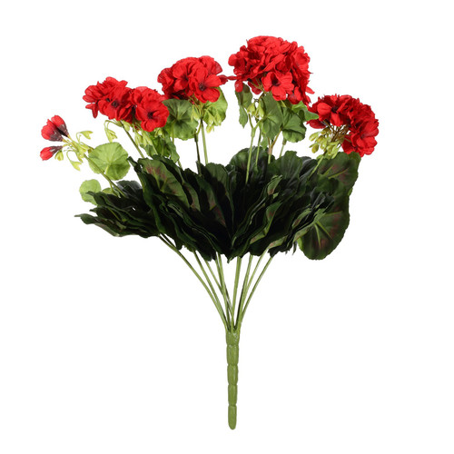 Red/Black Geranium Bush
