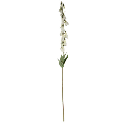 Digitalis Spray Cream (107cm)
