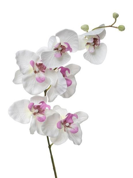 White/Pink Orchid Stem (76cm)