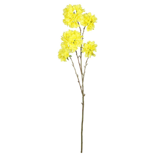 Tabebuia Trumpet Tree (115cm)