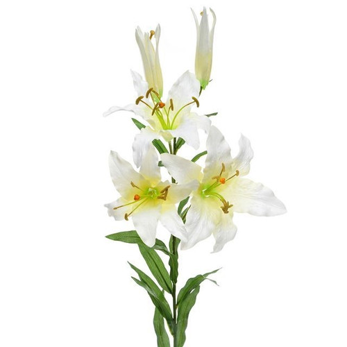 Classic Casablanca Cream 