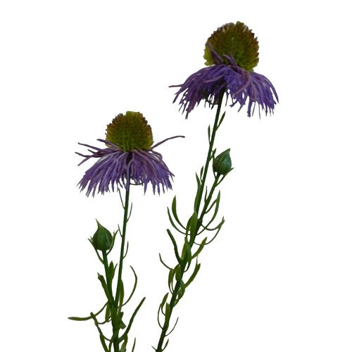 Lavender Echinacea Spray (53cm)