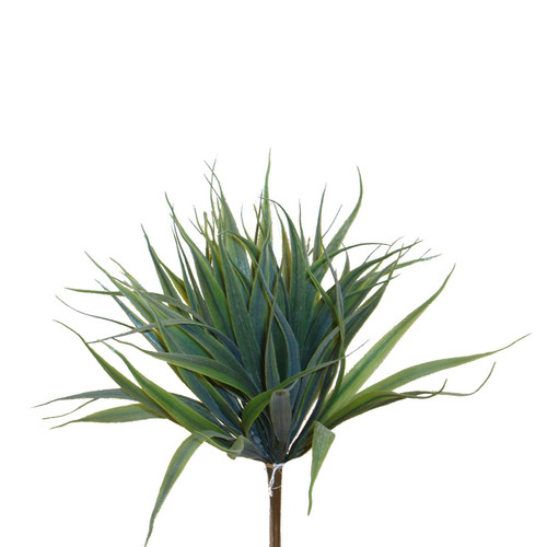 Vanilla Grass Bush (30cm)
