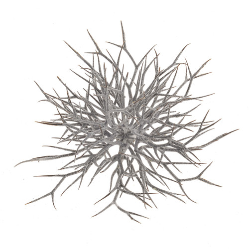 White Wash Glittered Twig Half Ball Decoration (30cm)