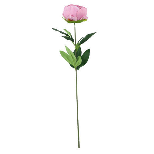Essential Dusky Pink Arundel Garden Peony