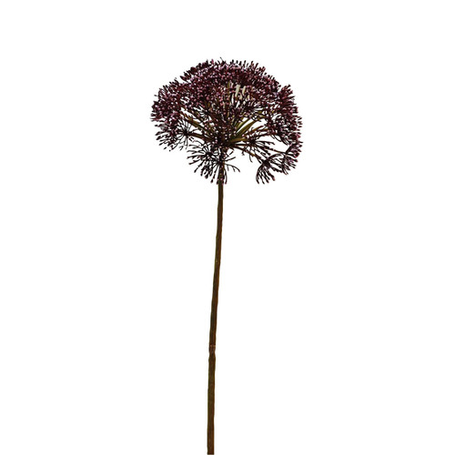 Dark Pink Anethum (Dill) Stem