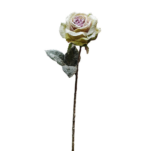 Pale Pink Snow Dusted Rose (56cm)