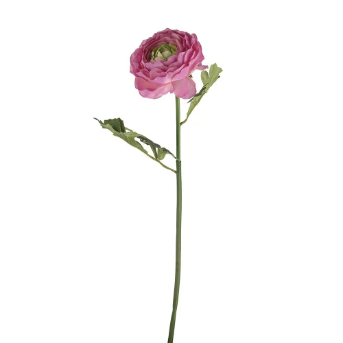 Sorbet Pink Ranunculus Stem (44cm)