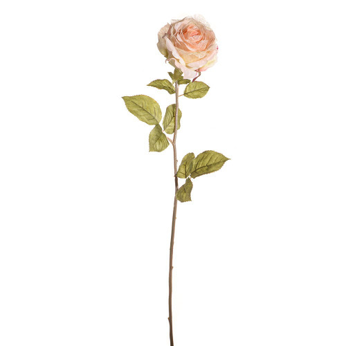 Peach Etching Rose Stem